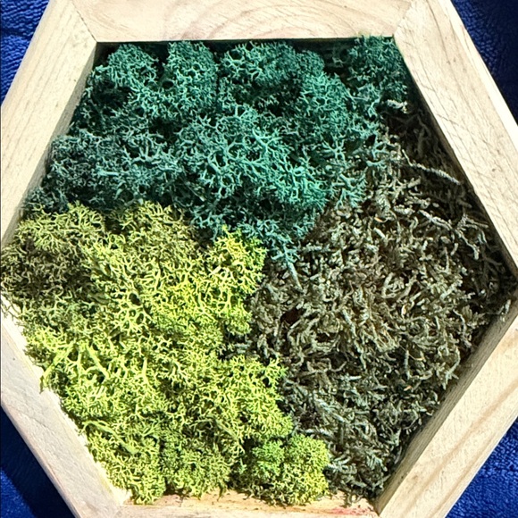 Hexagonal Framed Moss Wall Art Trio - Green and Natural Tones - Picture 5 of 9